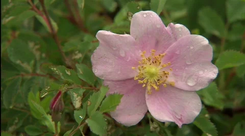 Wild Rose Stock Footage