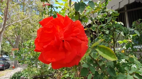 Wild rose Stock Footage 148127971