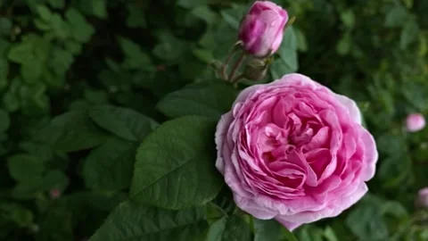 WILD ROSE 스톡 동영상 231409350