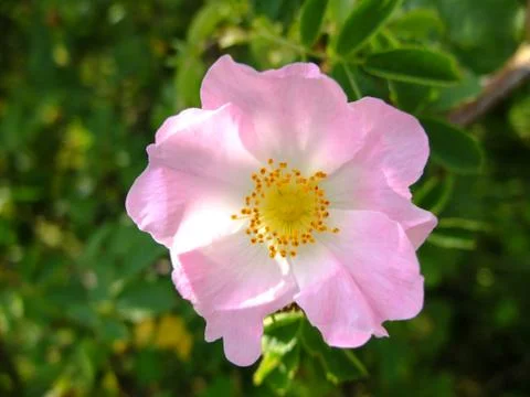 Wild rose in the forrest Stock Photos