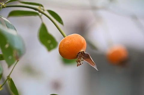 Wild rose hip fruit macro close up nature photo Stock Photos