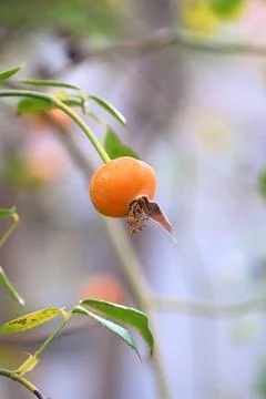 Wild rose hip fruit macro close up nature photo Stock Photos