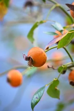 Wild rose hip fruit macro close up nature photo Stock Photos
