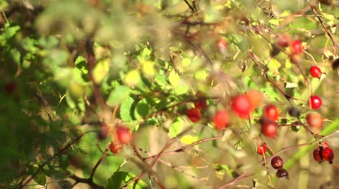 Wild Rose Hips Stock Footage 30436185