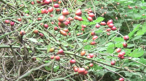 Wild Rose hips Stock Footage 30718454