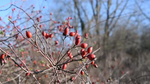 Wild rose hips Stock Footage 146671363