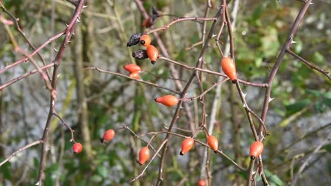 Wild rose hips Stock Footage 147595971