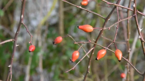 Wild rose hips Stock Footage 147742381