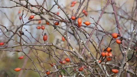 Wild rose hips Stock Footage 147991565