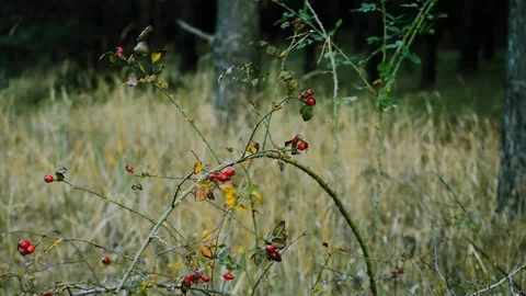 Wild rose hips in the forest 動画素材 164111098