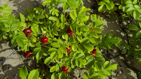 Wild Rose Hips Growing on a Sandy Dune in Bright Sunlight Stock Footage 284531468