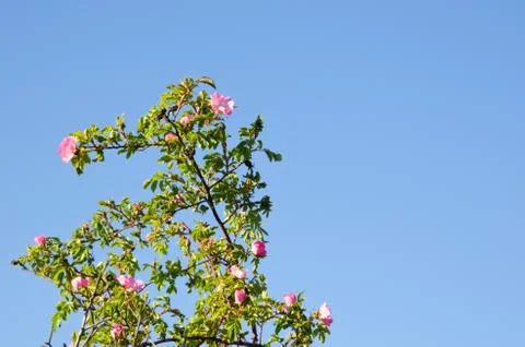 Wild rose Stock Photos