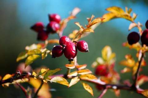 Wild rose Stock Photos