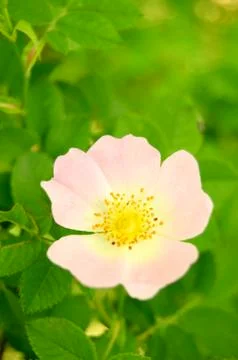 Wild Rose Fotos Stock