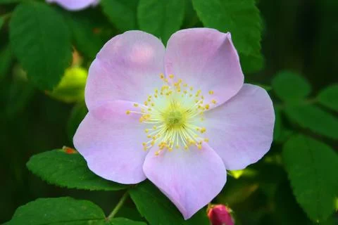 Wild rose Stock Photos
