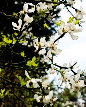 Wild rose Stock Photos