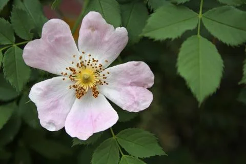 Wild rose Foto stock