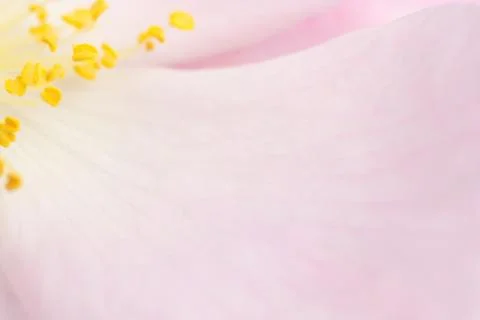 Wild rose Stock Photos