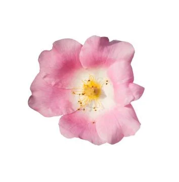Wild rose Stock Photos