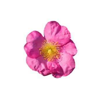 Wild rose Stock Photos
