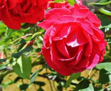 Wild rose Stock Photos