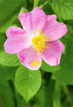 Wild Rose Stock Photos