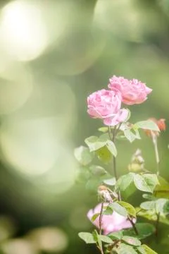 Wild rose Stock Photos