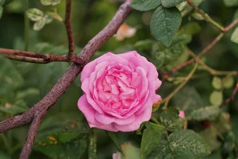 Wild Rose. Stock Photos