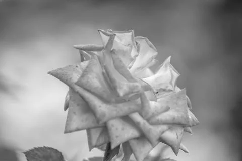 A wild rose Stock Photos