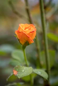 Wild rose Stock Photos