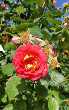 Wild rose Stock Photos