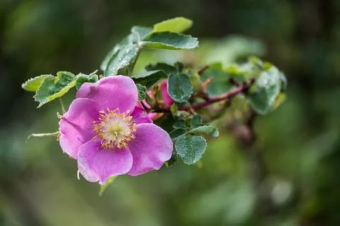 Wild rose Stock Photos