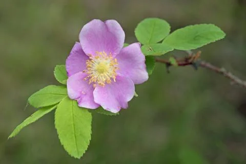 Wild rose Stock Photos