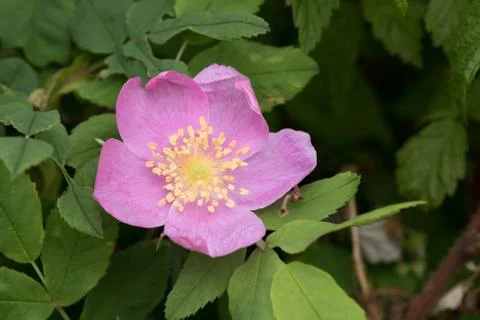 Wild rose Stock Photos