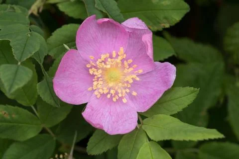 Wild rose Stock Photos
