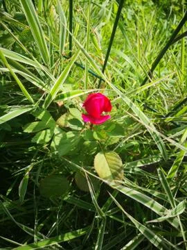 Wild rose Stock Photos