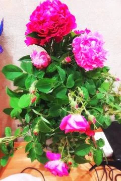 Wild rose Foto stock