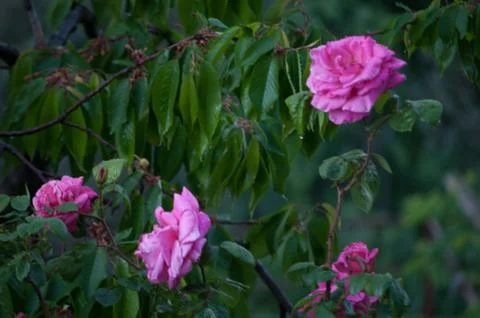 Wild rose Stock Photos