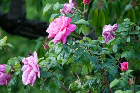 Wild rose Stock Photos