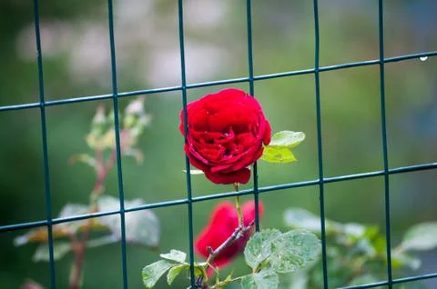 Wild rose Stock Photos