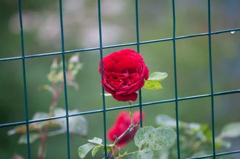 Wild rose Stock Photos