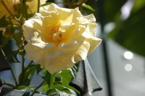 Wild rose Foto stock