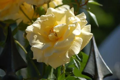 Wild rose Stock Photos