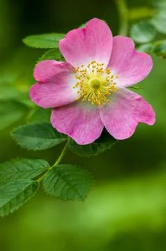 Wild Rose Stock Photos
