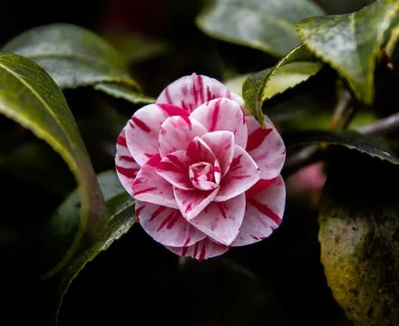 Wild Rose. Foto stock