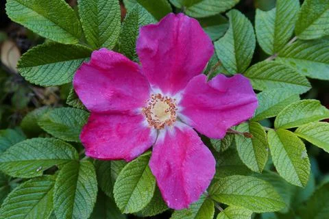 Wild rose Foto stock
