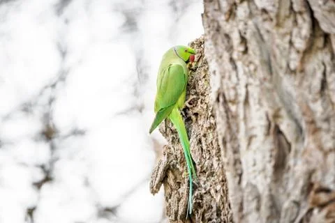 Wild rose-ringed or ring-necked parakeet perching on a tree Stock Photos