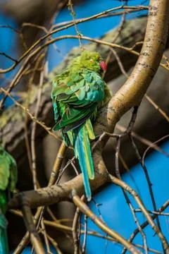 Wild rose-ringed or ring-necked parakeet sunbathing in Vondelpark, Amsterdam, Stock Photos