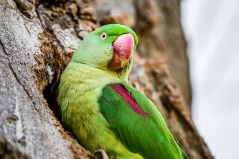 Wild rose-ringed or ring-necked parakeet perches on the edge of its nest hole Stock Photos
