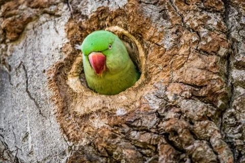 Wild rose-ringed or ring-necked parakeet peeks its head out of its nest hole Stock Photos